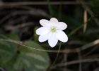 Leverbloem - wit   R.Eveleens